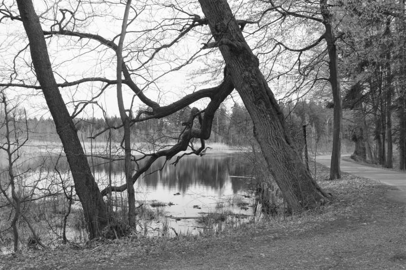 Lesní rybník Velká Houkvice